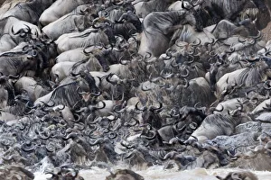 2013 Highlights Collection: Wildebeest (Connochaetes taurinus) crossing the Mara river, Masai-Mara Game Reserve