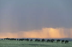 At Home in the Wild Collection: Wildebeest (Connochaetes taurinus) herd walking in a line in the rain at sunset