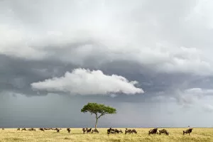Wildebeest (Connochaetes taurinus) herd below stormy sky during migration, Masai-Mara game reserve