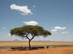 Savanna Prints: Wildebeest (Connochaetes taurinus) herd resting in the shade under a tree