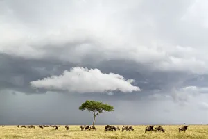 Horizon Prints: Wildebeest (Connochaetes taurinus) herd below stormy sky during migration