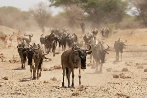 Dust Prints: Wildebeest (Connochaetes taurinus) herd walking over dusty ground