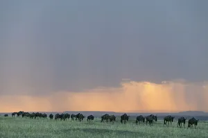Wildebeest (Connochaetes taurinus) herd walking in a line in the rain at sunset