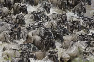 2013 Highlights Collection: Wildebeest (Connochaetes taurinus) migration, herd crossing the Mara river, Masai-Mara Game Reserve