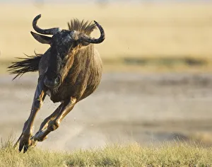 Wildebeest {Connochaetes taurinus} running. Namibia