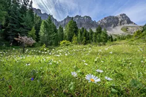 Meadow Prints: Wildflower meadow on Adolf Munkel hiking trail