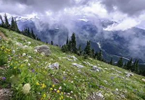Conifers Prints: Wildflowers in alpine meadow, view to snow capped mountains and valley below. Whistler
