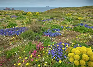 Wildflower Prints: Wildflowers on clifftop in summer in Berlengas Natural Reserve