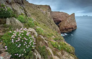 Wildflower Prints: Wildflowers on coastal cliffs in summer in Berlengas Natural Reserve