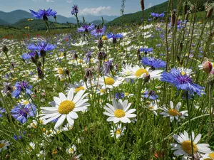 Papaveraceae Prints: Wildflowers flowering in abundance on fallow agricultural land