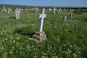 Monuments Prints: Wildflowers in village churchyard, St Materiana, Tintagel, Cornwall, UK. May, 2023