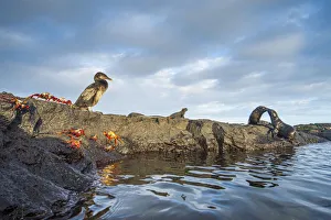 Fernandina Island Prints: Wildlife on the coast of Cape Hammond including Galapagos flightless cormorant