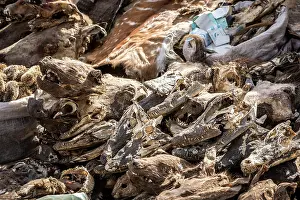 Culture Prints: Wildlife remains (including crocodile heads) for sale for traditional beliefs in Bamako market