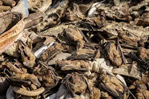 Culture Prints: Wildlife remains (including fruit bats) for sale for traditional beliefs in Bamako market