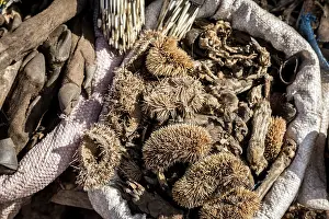 Culture Prints: Wildlife remains (including hedgehogs) for sale for traditional beliefs in Bamako market