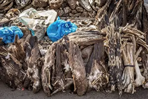 Culture Prints: Wildlife remains (including vulture's wings and porcupine quills) for sale for traditional beliefs in Bamako market