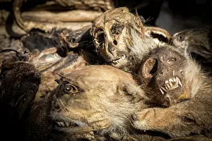 Culture Prints: Wildlife remains (primates and jackal heads) for sale for traditional beliefs in Bamako market