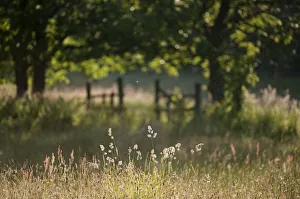Gates Prints: Wildlife rich hay meadow, early morning light in summer, Denmark Farm Conservation Centre