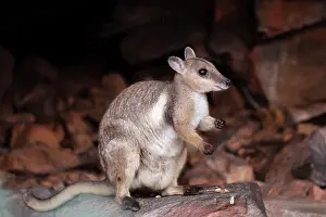 Marsupialia Prints: Wilkins rock wallaby (Petrogale wilkinsi) female with a joey hidden in pouch