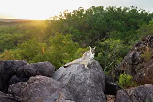 Marsupialia Prints: Wilkins rock wallaby (Petrogale wilkinsi) resting on a rock at sunrise