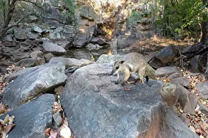 Marsupialia Prints: Wilkins rock wallaby (Petrogale wilkinsi) sub-adult