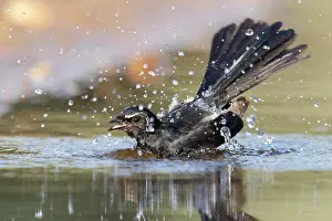 Bathes Prints: Willie wagtail (Rhipidura leucophrys) bathing on a hot day
