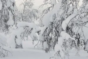 Willow grouse (Lagopus lagopus) extremely well camouflaged below snow laden tree