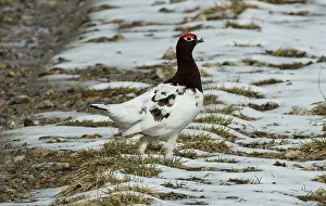 Lapland Prints: Willow grouse (Lagopus lagopus) male in winter plumage