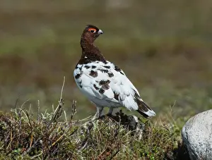 Tundra Prints: Willow grouse (Lagopus lagopus) male in winter plumage