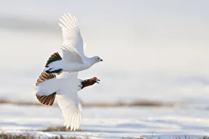 Willow grouse / ptarmigan (Lagopus lagopus) pair in flight, Agapa River, Taimyr Peninsula