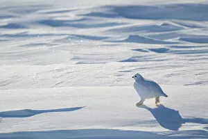 Images Dated 3rd March 2014: Willow grouse / Willow Ptarmigan (Lagopus lagopus) in winter plumage. Wapusk National Park