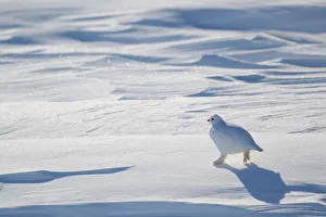 Winter Plumage Prints: Willow grouse / Willow Ptarmigan (Lagopus lagopus) in winter plumage. Wapusk National Park