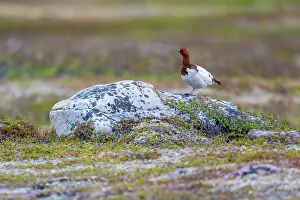 Game Bird Prints: Willow ptarmigan grouse (Lagopus lagopus) standing on a rock