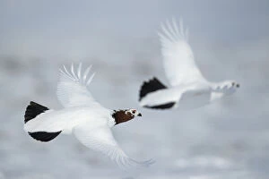 Sergey Gorshkov Collection: Willow ptarmigan (Lagopus lagopus) two in flight, Taymyr Peninsula, Siberia, Russia. May
