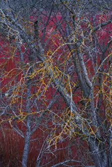 Abstract Collection: Willow (Salix) plantation, with lichen covered tree in the foreground, Cuenca, Castilla-La Mancha