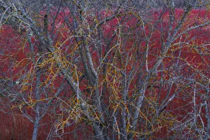 Willow (Salix) plantation, with lichen covered tree in the foreground, Cuenca, Castilla-La Mancha