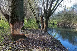 Malpighiales Prints: Willow (Salix sp.) tree trunk gnawed by Beaver (Castor fiber) Offendorf
