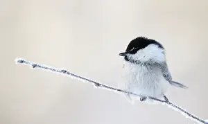 Songbirds Prints: Willow tit (Poecile montanus) perched on frost covered twig, Kuusamo, Finland, February