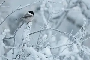 Paridae Prints: Willow tit (Poecile montanus) perched on snow-covered branch
