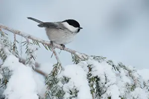 Paridae Prints: Willow tit (Poecile montanus) perched on snow-covered branch