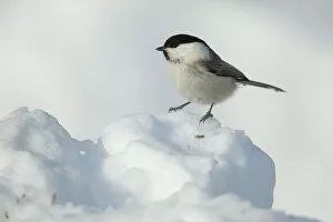 Images Dated 22nd March 2016: Willow tit (Poecile montanus) on snow, Kuusamo, Finland, March