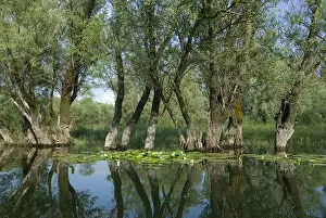 Images Dated 24th May 2008: Willow trees (Salix) growing in water, Lake Skadar, Lake Skadar National Park, Montenegro