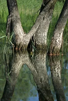 Images Dated 24th May 2008: Willow trees (Salix) growing in water, Lake Skadar, Lake Skadar National Park, Montenegro