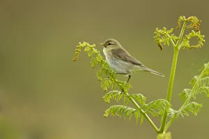 Images Dated 14th June 2011: Willow warbler (Phylloscopus trochilus) perched on fern, Murlough Nature Reserve