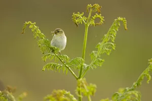 Images Dated 14th June 2011: Willow warbler (Phylloscopus trochilus) perched on Bracken with prey in beak, Murlough
