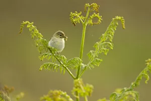 Images Dated 14th June 2011: Willow warbler (Phylloscopus trochilus) perched on fern with caterpillar prey in beak