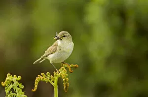 Images Dated 14th June 2011: Willow warbler (Phylloscopus trochilus) perched on fern with prey in beak, Murlough Nature Reserve