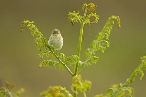 Willow warbler (Phylloscopus trochilus) perched on Bracken, Murlough Nature Reserve