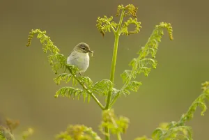 Willow warbler (Phylloscopus trochilus) perched on fern with caterpillar prey in beak