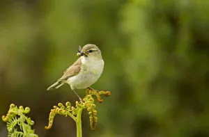 Bogs Prints: Willow warbler (Phylloscopus trochilus) perched on fern with prey in beak